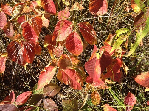 Poison Ivy Spectacular Fall Colour